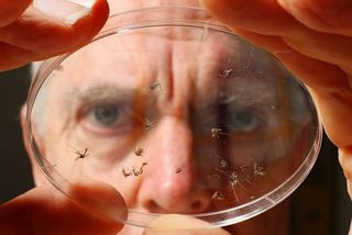 Mosquitos on petri dish