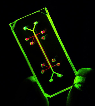 Lung on a Chip