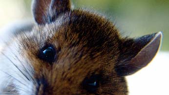 country cute mouse