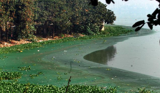 Algae in Lake