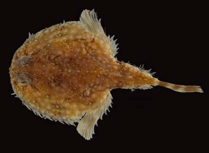 walking fish