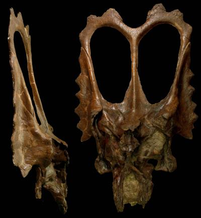 Prehistoric head-frill mojo