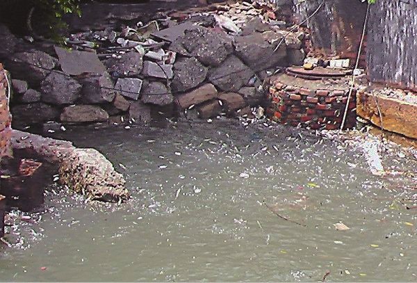 Click to enlarge Suicidal Fish