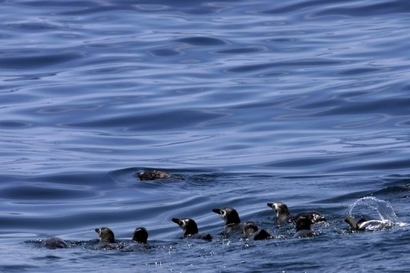 Magellanic penguins 