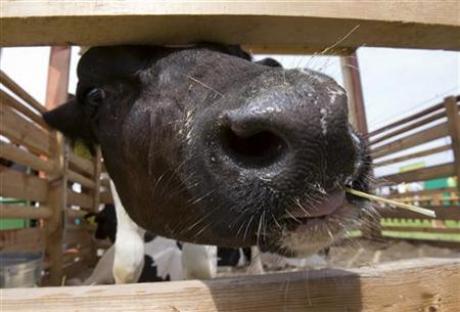 Click to enlarge cow