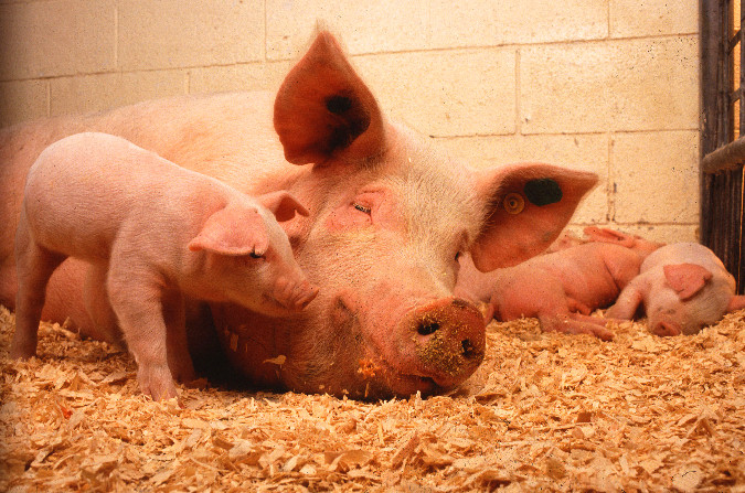 pig