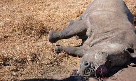 The last rhinoceros