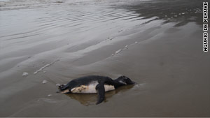 Dead penguin