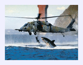 Click to enlarge Shark Attack