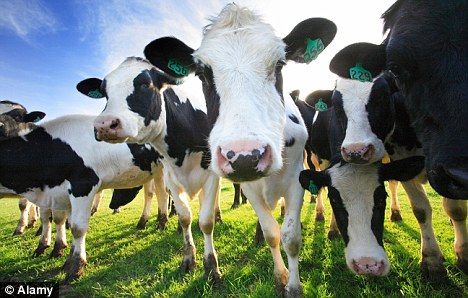 cows