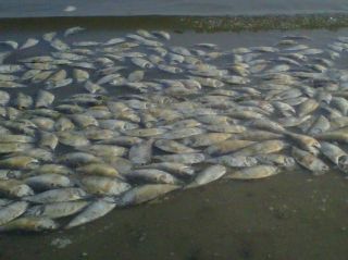 dead fish