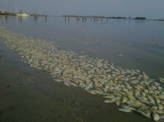 dead fish