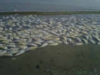 dead fish