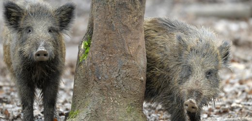 boar