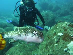 Click to enlarge Puffer Fish_1