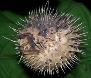 Click to enlarge Puffer Fish_2