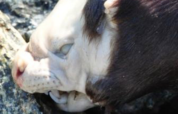 Click to enlarge gargoyle-like creature