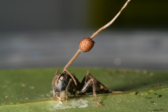 parasitic fungus