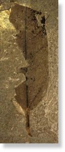 fossil leaf