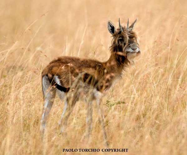 Bearded antelope