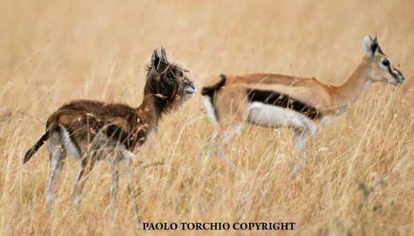 Bearded antelope