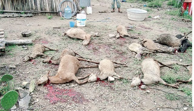 Dead goats