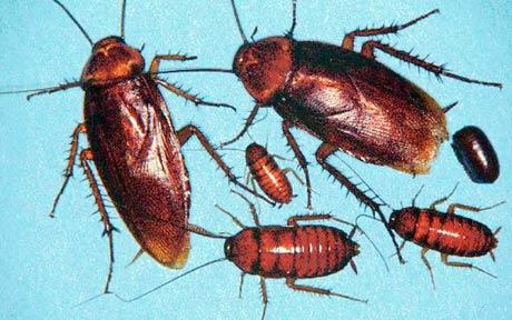 cockroach
