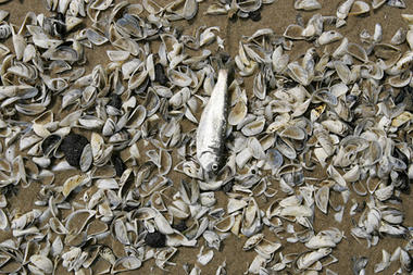 piles of washed up zebra and quagga mussel shells 