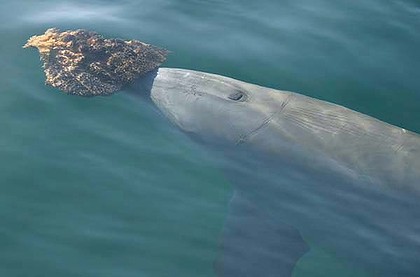Smart Dolphin_1