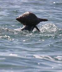 Smart Dolphin_2