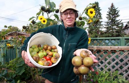 alberta tomatoes