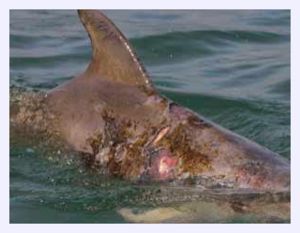 Dolphin Skin Disease 