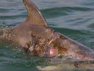 Dolphin Skin Disease 