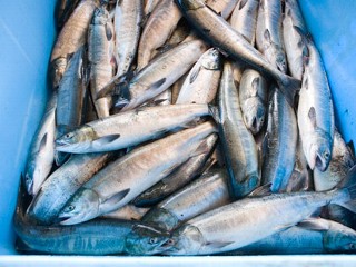 gmo salmon
