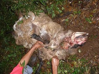 mutilated sheep