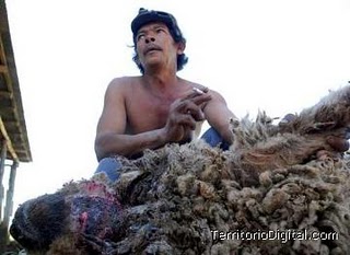 Click to enlarge mutilated sheep