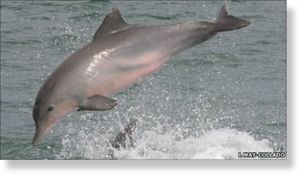 dolphin