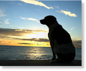 Click to enlarge dog