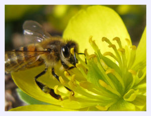 Honey Bee