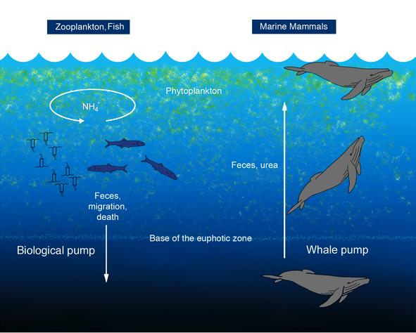 Click to enlarge WhalePoop_2