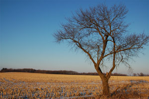 Indiana Corn Field