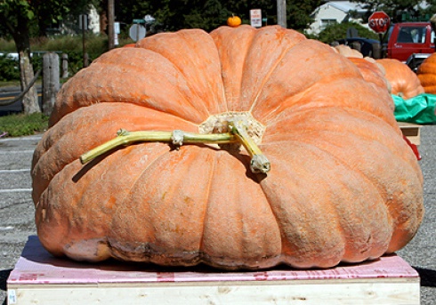 giant pumpkin