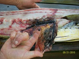 oil in fish