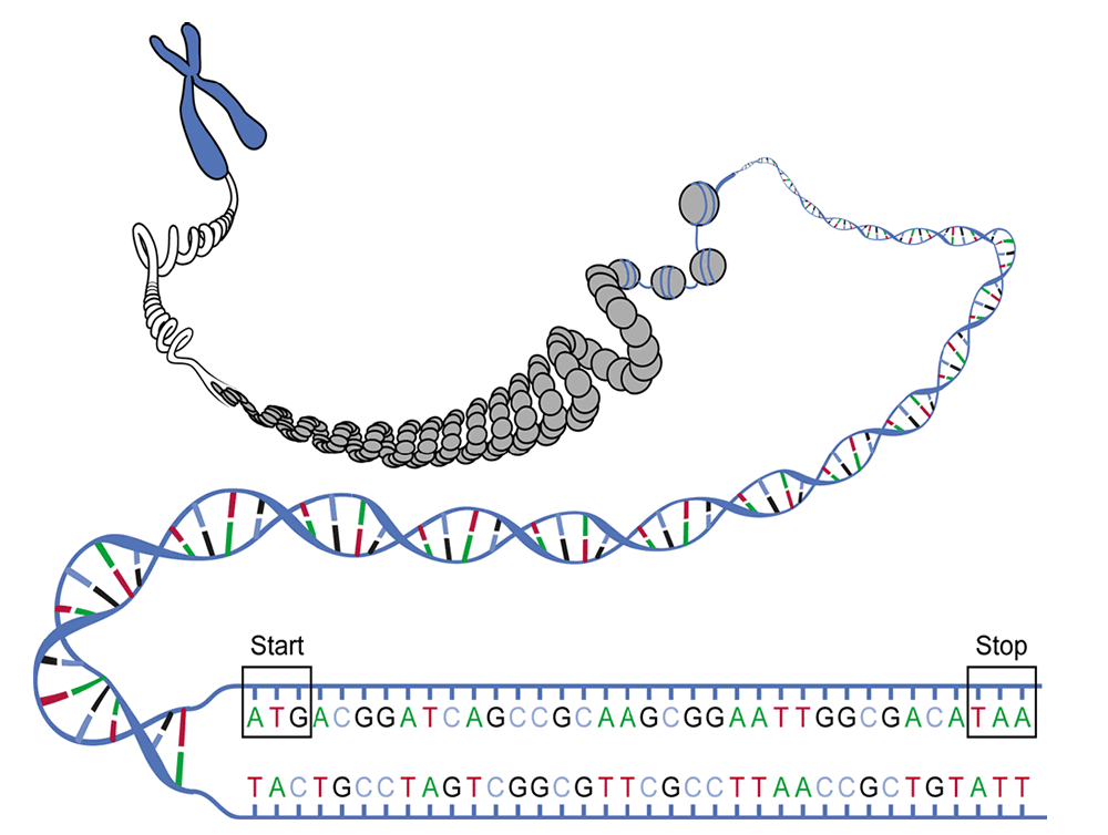 dna genetics
