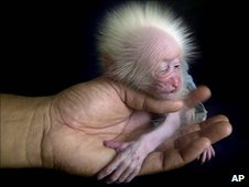 Click to enlarge Stump-tailed Macaque