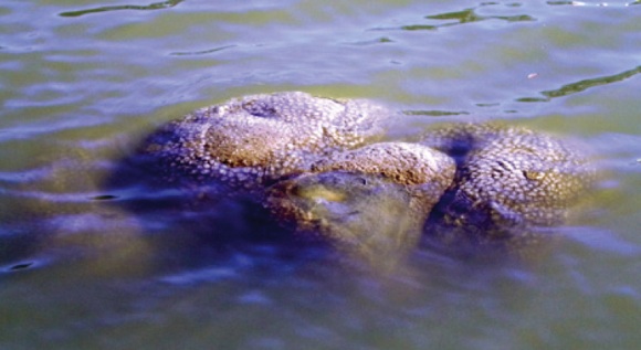 blobalien