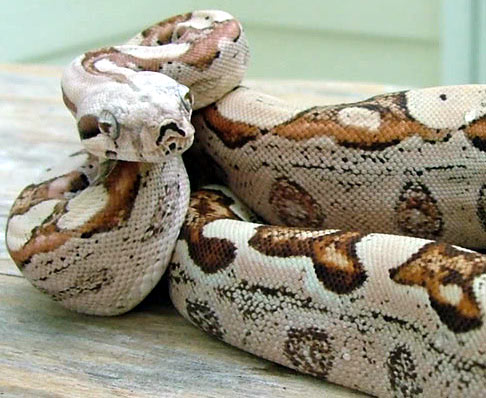 Boa