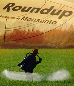 Click to enlarge Roundup, Herbicida de Monsanto