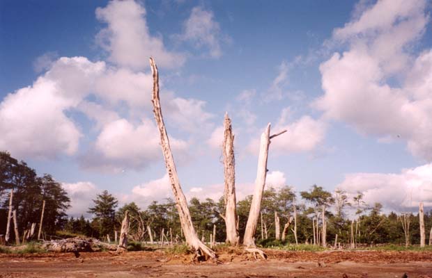 Click to enlarge Ghost Forest