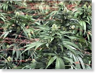 marijuana